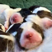 ziggybabies