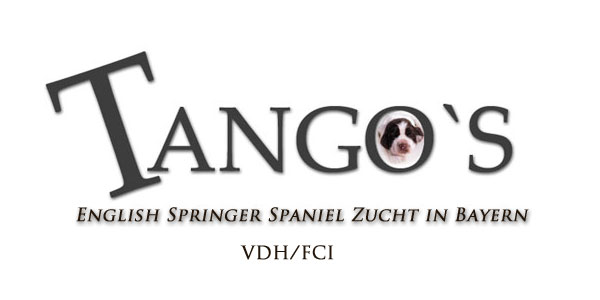 Tango´s English Springer Spaniel