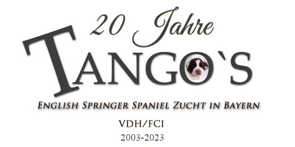 Tango´s English Springer Spaniel