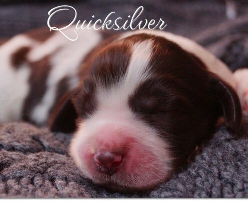 QucikHP