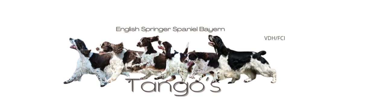 English Springer Spaniel -Tango´s
