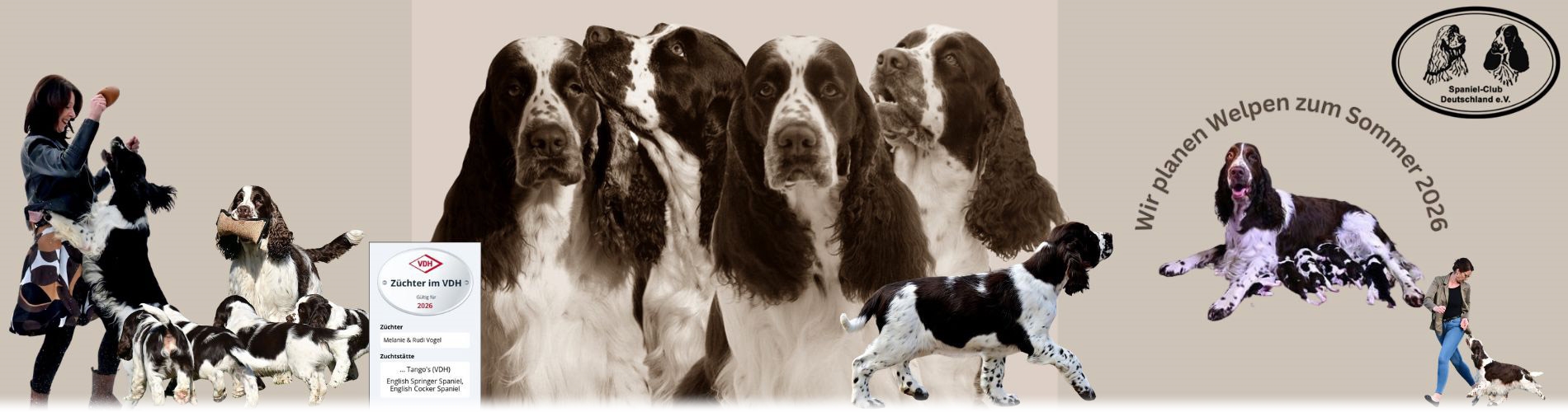 englishspringer-bayern