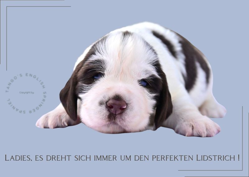 Ladies, es dreht sich immer um den prefekten Lidstrich
