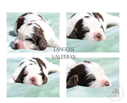 Tango´s Valerian