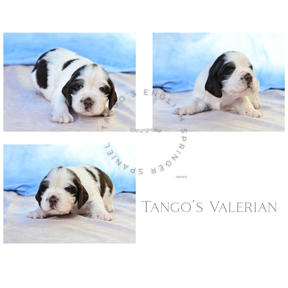 Tango´s Valerian