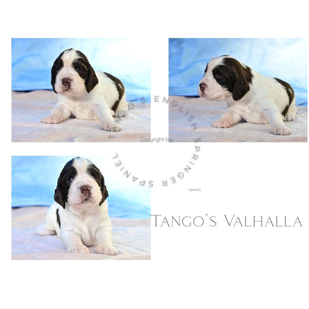 Tango´s Valhalla