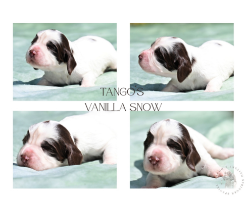 Tango´s Vanilla