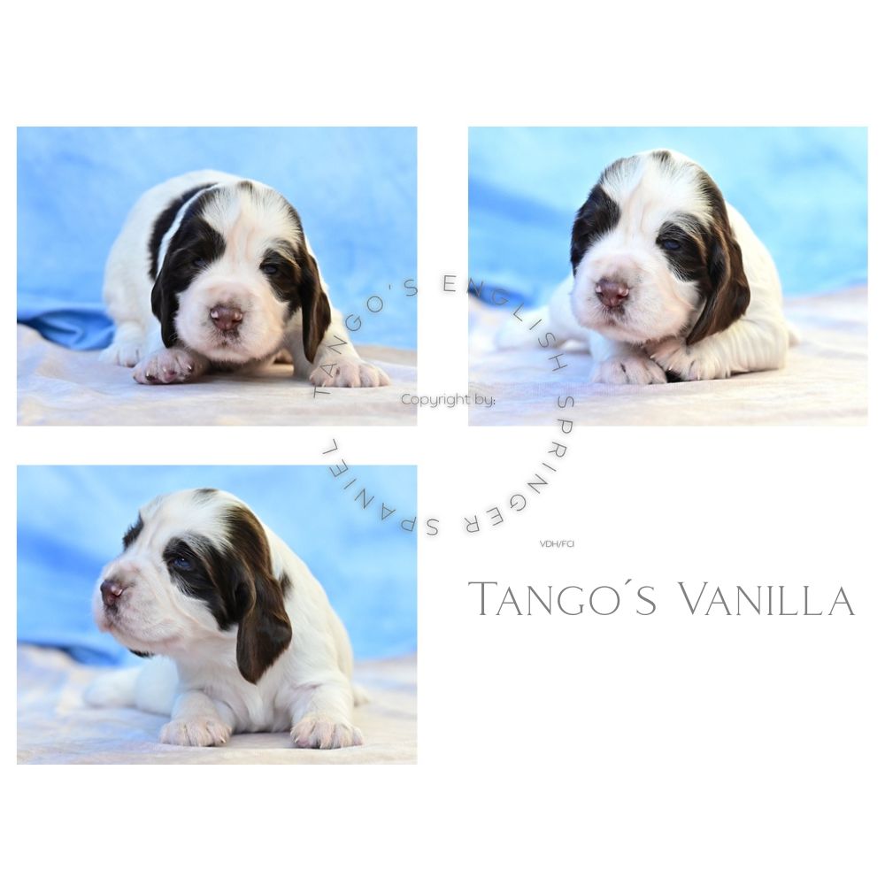 Tango´s Vanilla