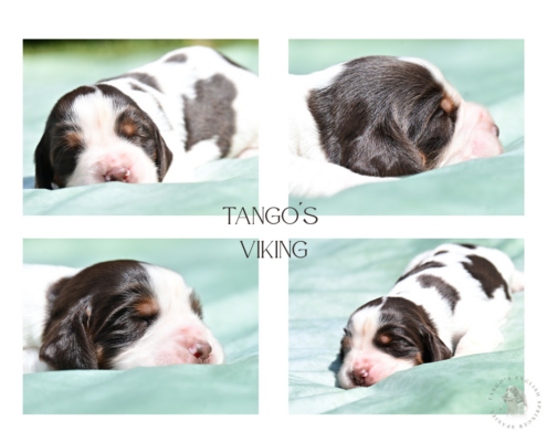 Tango´s Viking