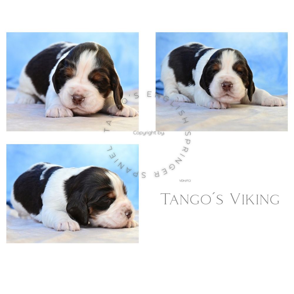 Tango´s Viking
