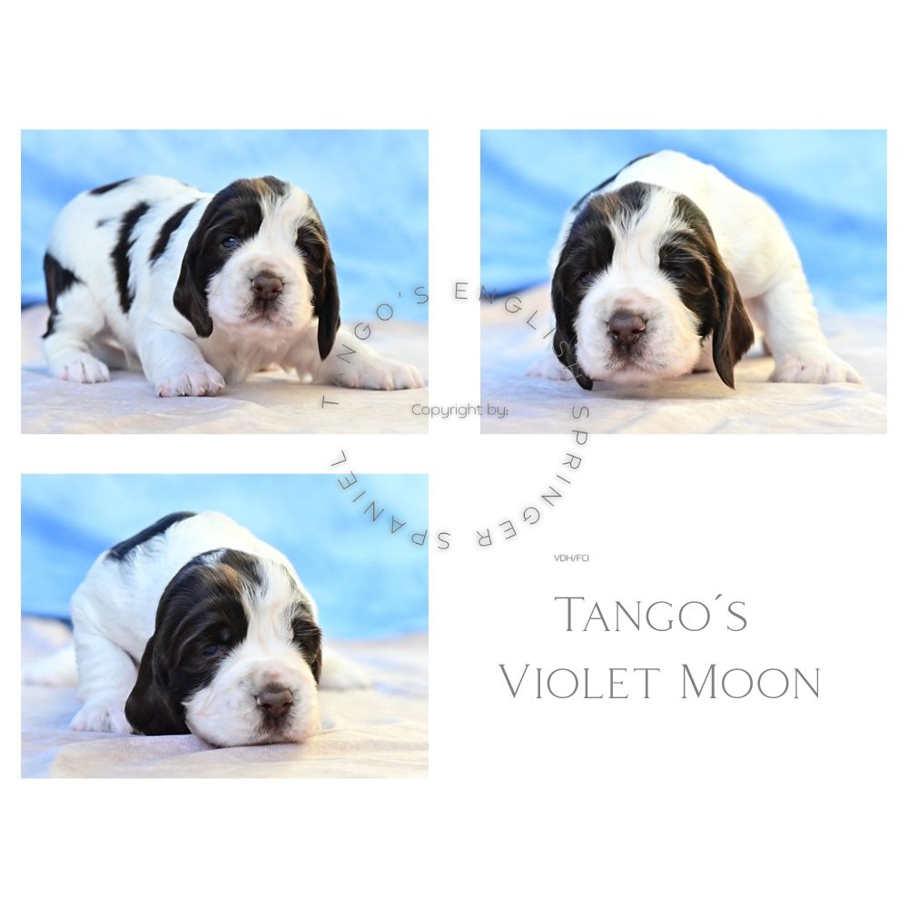 Tango´s Violet
