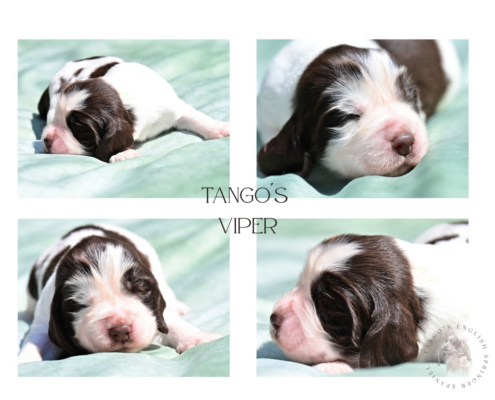 Tango´s Viper