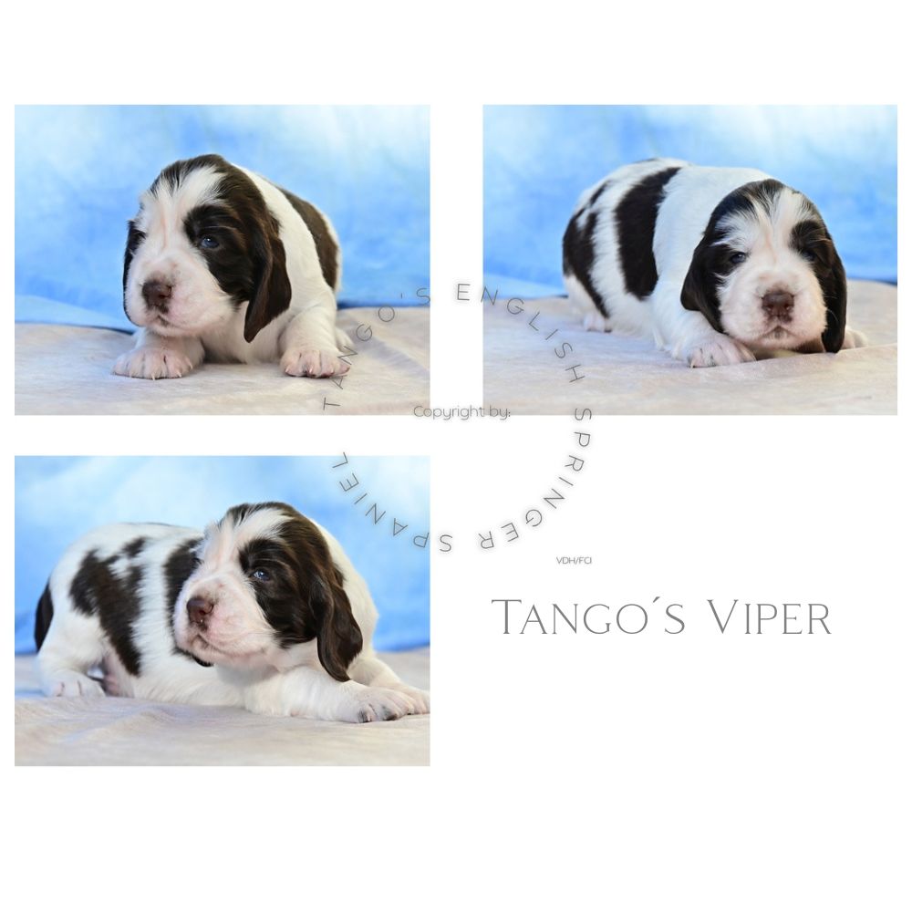 Tango´s Viper