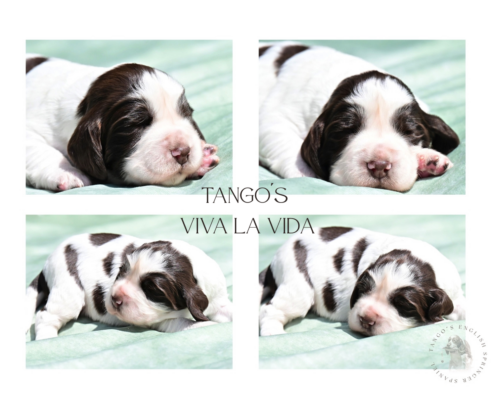 Tango´s Viva