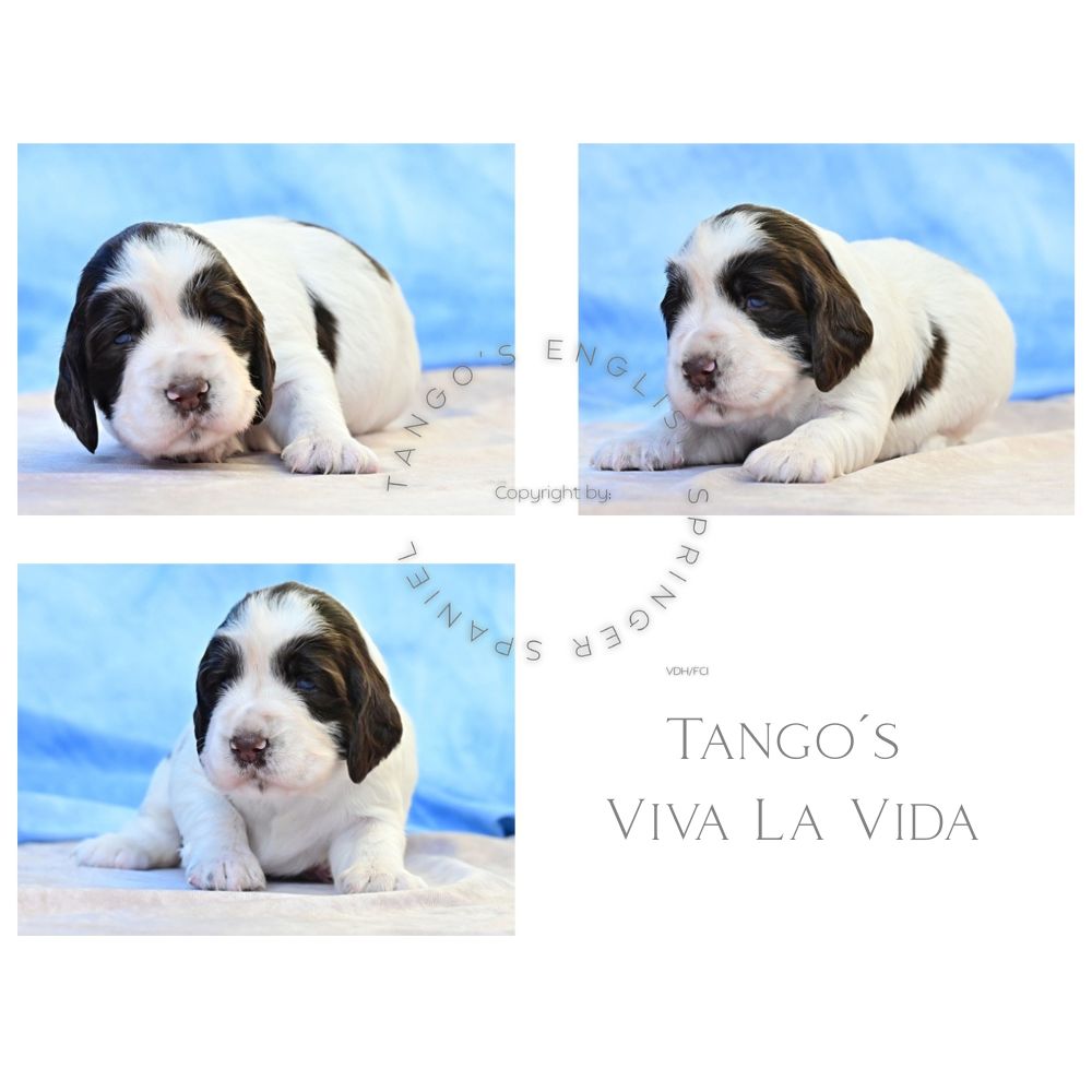 Tango´s Viva