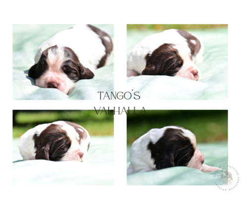Tango´s valhalla