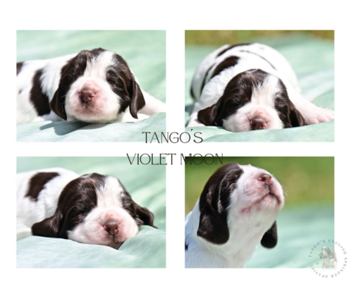 Tango´s vio