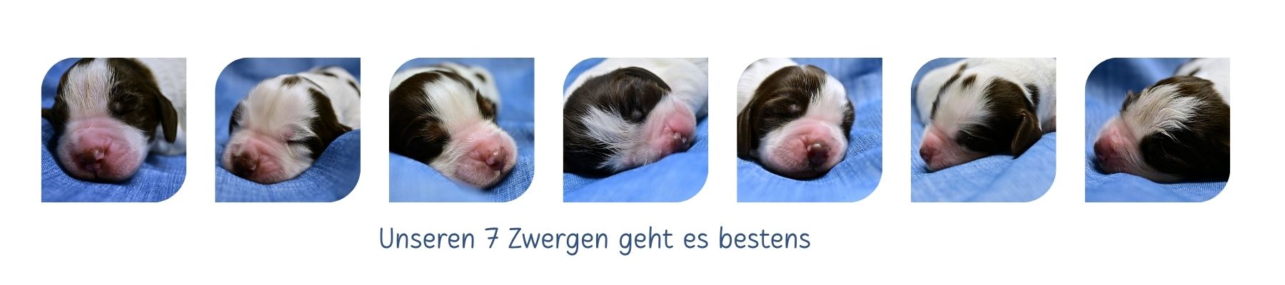Unseren 7 Zwergen geht es bestens