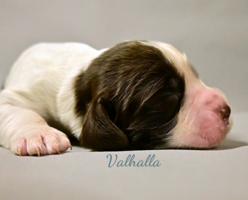 Valhalla