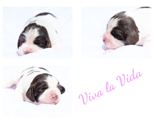 Viva3