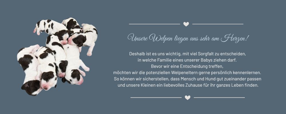 Welpenvergabe