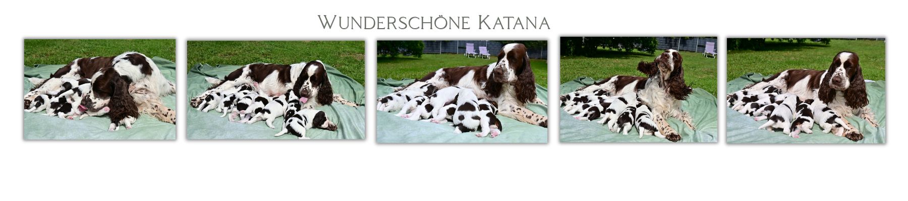 Wunderschöne Katana