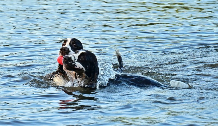 englishspringerspanielbayernDSC_4819am see