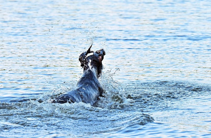 englishspringerspanielbayernDSC_4842am see