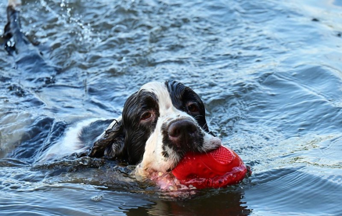 englishspringerspanielbayernDSC_4850am see
