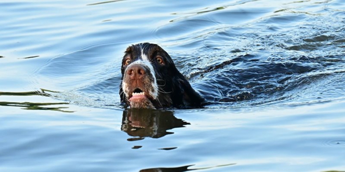 englishspringerspanielbayernDSC_4880am see