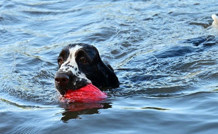 englishspringerspanielbayernDSC_4892am see