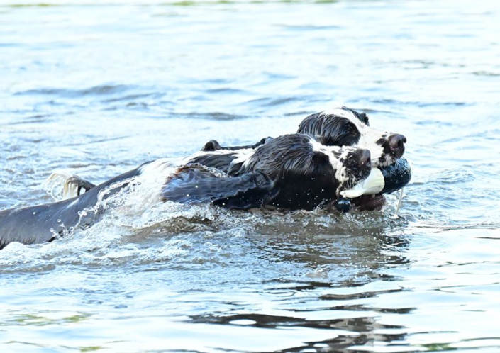 englishspringerspanielbayernDSC_5034am see