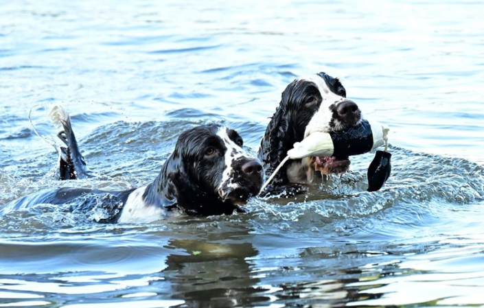 englishspringerspanielbayernDSC_5036am see