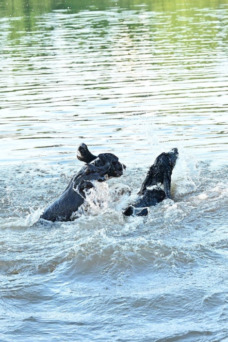 englishspringerspanielbayernDSC_5061am see