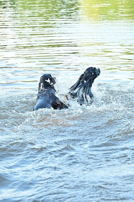 englishspringerspanielbayernDSC_5075am see