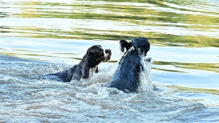 englishspringerspanielbayernDSC_5095am see