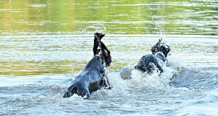 englishspringerspanielbayernDSC_5124am see