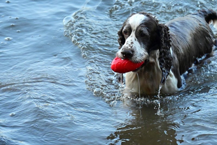 englishspringerspanielbayernDSC_5158am see