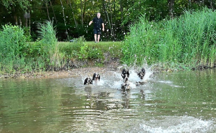 englishspringerspanielbayernDSC_5160am see