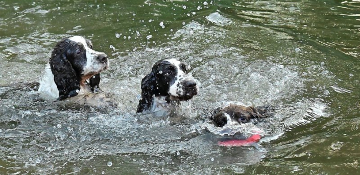 englishspringerspanielbayernDSC_5213am see