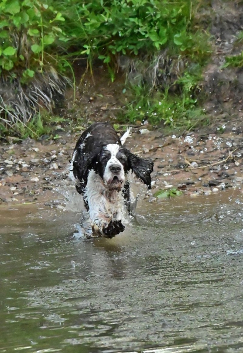 englishspringerspanielbayernDSC_5257am see
