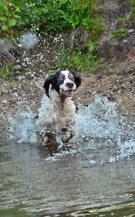 englishspringerspanielbayernDSC_5260am see