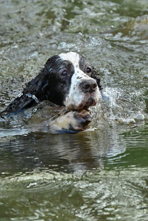 englishspringerspanielbayernDSC_5281am see