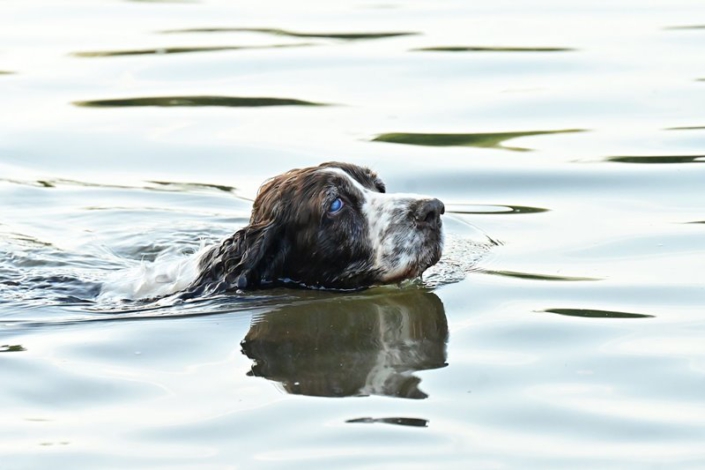 englishspringerspanielbayernDSC_5303am see