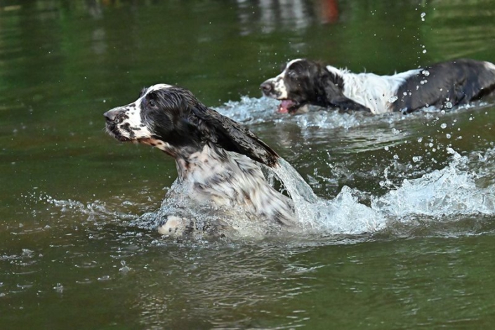 englishspringerspanielbayernDSC_5351am see