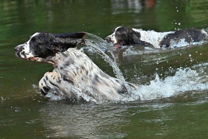englishspringerspanielbayernDSC_5352am see
