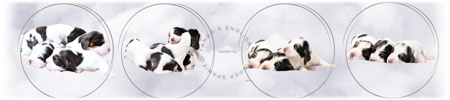 puppies (2)