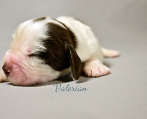 valerian
