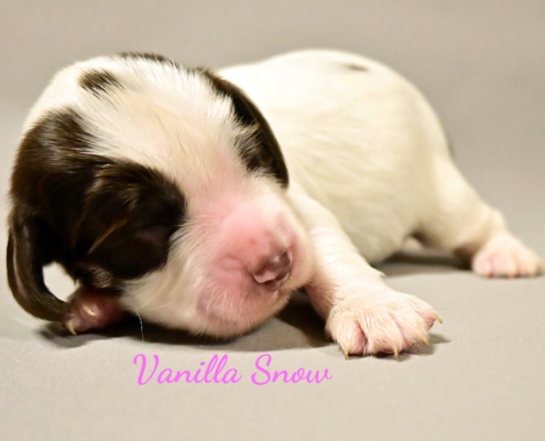 vanilla