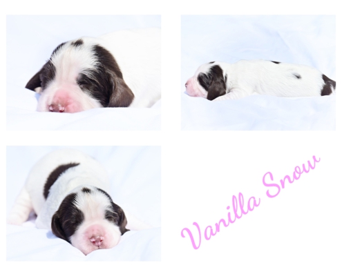 vanilla3